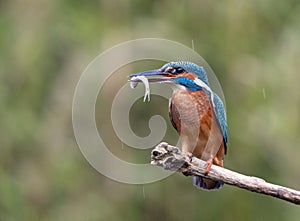 Common Kingfisher, Alcedo atthis