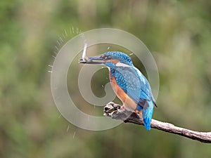 Common Kingfisher, Alcedo atthis