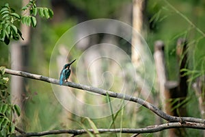 Common kingfisher, Alcedo atthis