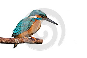 Common Kingfisher (Alcedo atthis).