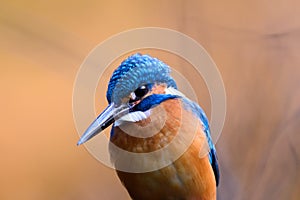 The Common Kingfisher (Alcedo atthis)