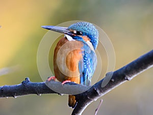 The Common Kingfisher (Alcedo atthis)