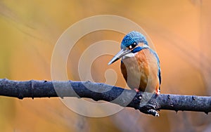 The Common Kingfisher (Alcedo atthis)