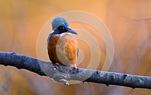 The Common Kingfisher (Alcedo atthis)