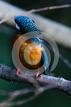 The Common Kingfisher (Alcedo atthis)