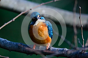 The Common Kingfisher (Alcedo atthis)