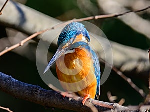 The Common Kingfisher (Alcedo atthis)