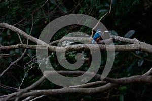 The Common Kingfisher (Alcedo atthis)