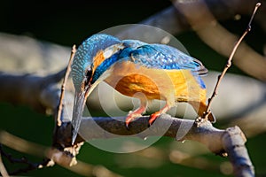 The Common Kingfisher (Alcedo atthis)