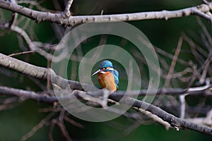 The Common Kingfisher (Alcedo atthis)