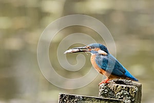 Common Kingfisher Alcedo atthis