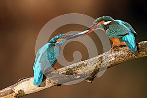 The common kingfisher Alcedo atthis also known as the Eurasian kingfisher pair with the fish in the beaks. Typical behavior in