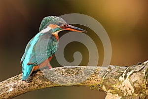 The common kingfisher Alcedo atthis also known as the Eurasian kingfisher sitting on the branch