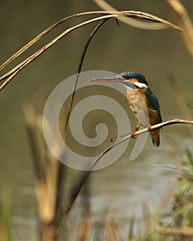 A common Kingfisher
