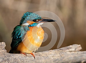 Common kingfisher, Alcedo atthis. A bird fluffed its feathers sitting on a branch