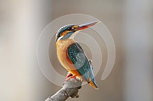 Common Kingfisher Alcedo atthis photo