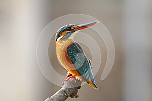 Common Kingfisher Alcedo atthis