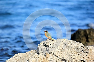 Comune pescatore sul Creta grecia 