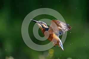 Common Kingfisher (Alcedo atthis) diving and fishing i