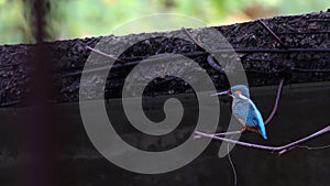 Common Kingfisher Alcedo atthis Eurasian Kingfisher Bird sitting on branch