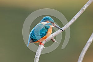 The Common Kingfisher