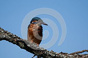 Common kingfisher Alcedo atthis Eurasianon a tree at the river