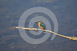 Common kingfisher Alcedo atthis Eurasianon a tree at the river