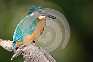 Common Kingfisher, Alcedo atthis.