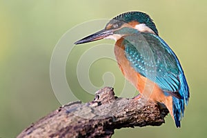 Common Kingfisher, Alcedo atthis.