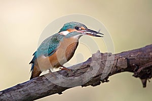 Common Kingfisher, Alcedo atthis.