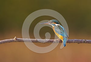 Common Kingfisher & x28;Alcedo atthis& x29; is a good fish hunter.