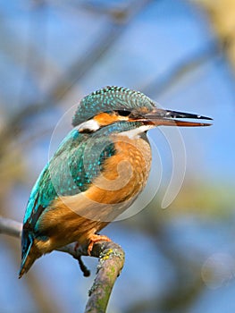 The common kingfisher Alcedo atthis