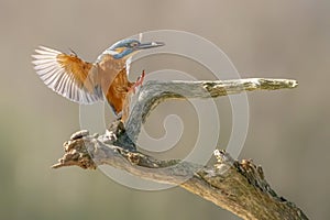 Common Kingfisher Alcedo atthis   landing on a branch with a fish in his mouth. Above a pool