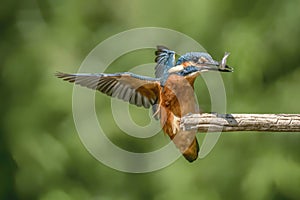 Common Kingfisher Alcedo atthis landing on a branch with a fish in his mouth. Above a pool in the forest of Overijssel