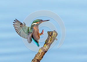Common Kingfisher - Alcedo atthis landing on a stick.