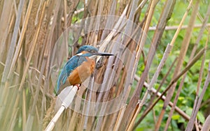 Common kingfisher, Alcedo atthis. A male bird sits on a reed stalk on a riverbank