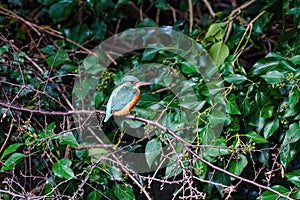 Common Kingfisher (Alcedo atthis) perched in a bush, taken in the UK