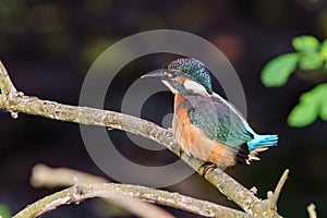 Common Kingfisher (Alcedo atthis) perched, taken in London, UK