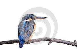 Common Kingfisher Alcedo Atthis perching on thin branch isolated on white background with details of chaing plumage