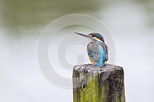 Common Kingfisher Alcedo atthis perching on wood at wetland