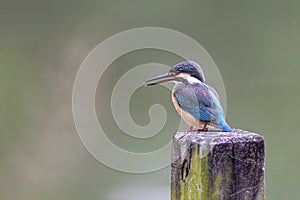Common Kingfisher Alcedo atthis perching on wood at wetland