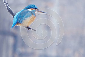 Kingfisher in winter
