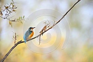 Common kingfisher ( alcedo atthis) or river kingfisher