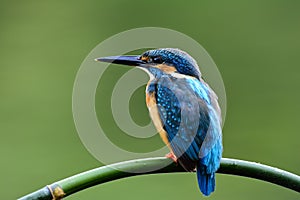 Common kingfisher Alcedo atthis showing its back feathers posting on the branch waiting to catch a fish in