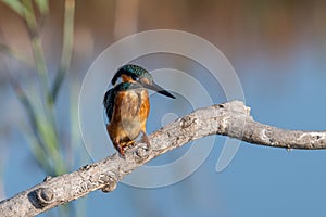 Common Kingfisher  Alcedo atthis  sitting on a branch