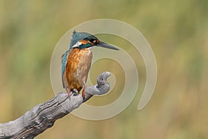 Common Kingfisher  Alcedo atthis  sitting on a branch