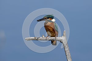 Common Kingfisher  Alcedo atthis  sitting on a branch