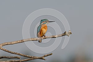 Common Kingfisher  Alcedo atthis  sitting on a branch