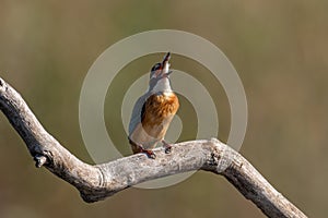 Common Kingfisher  Alcedo atthis  sitting on a branch