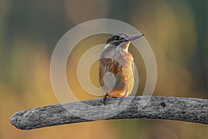 Common Kingfisher  Alcedo atthis  sitting on a branch